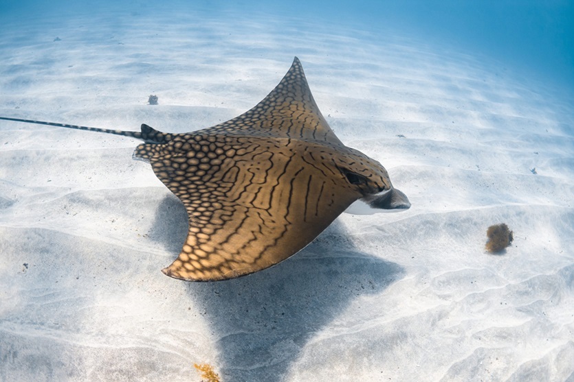ornate eagle ray