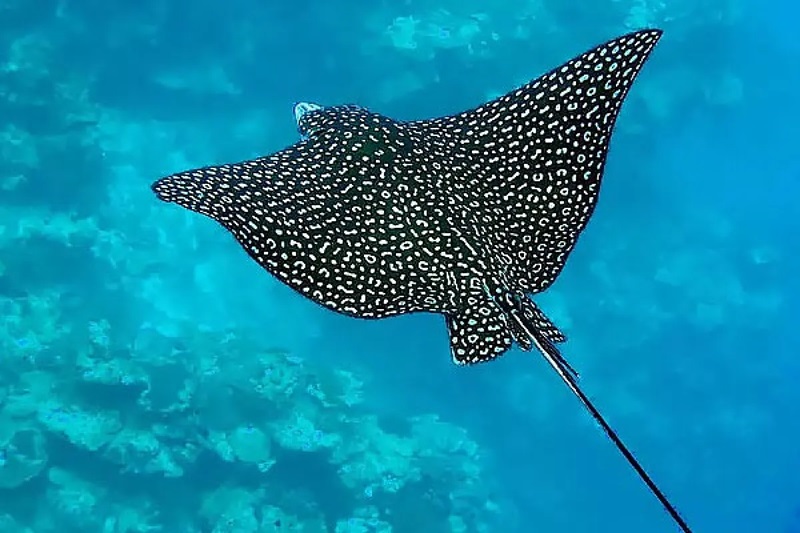 ornate eagle ray